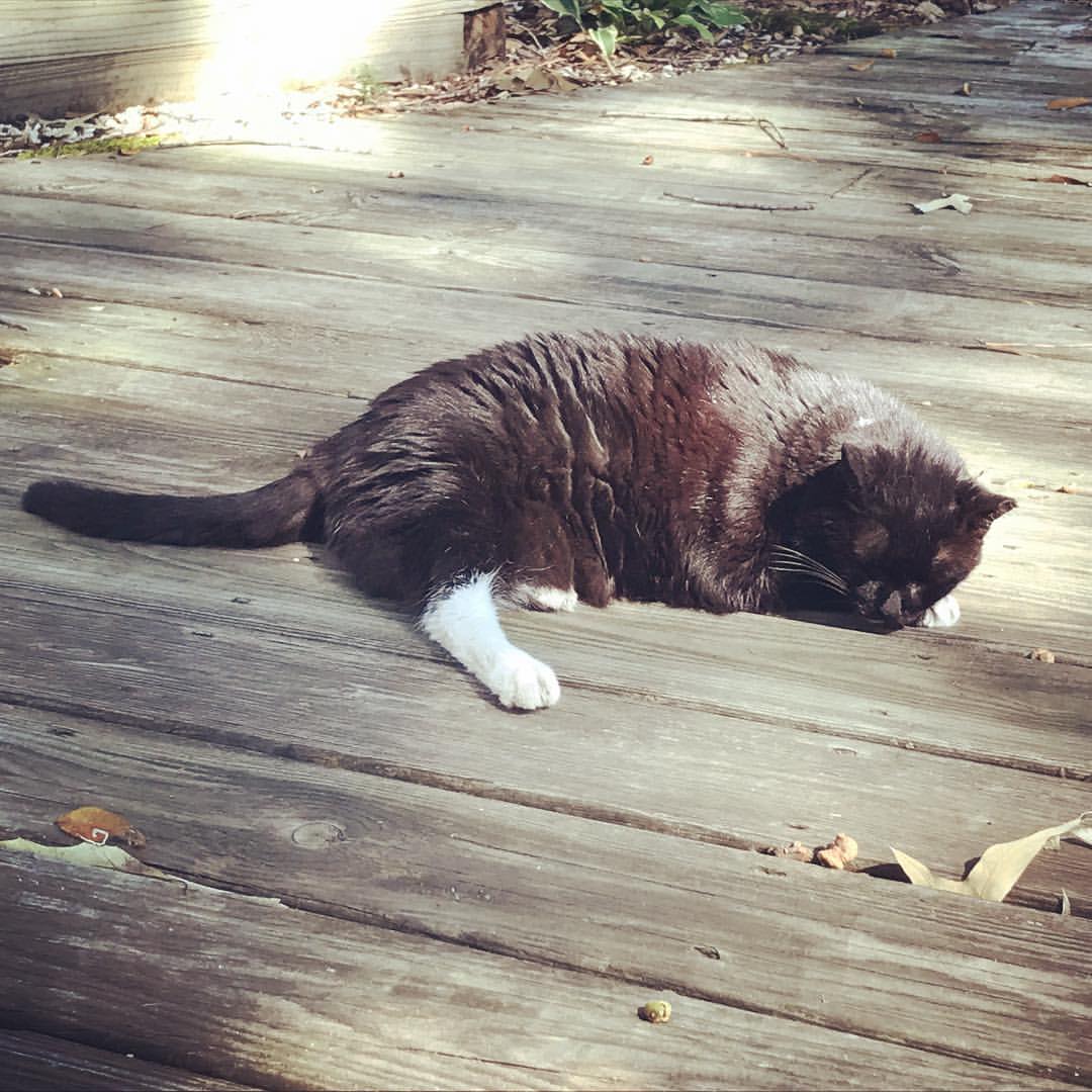 21273480_10213664318104829_973297190865788066_o